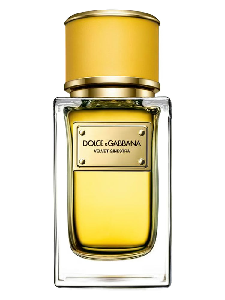 Dolce & Gabbana Velvet Ginestra Eau de Parfum Spray, 50ml